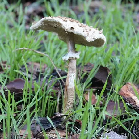 Tatil Evi Casa Do Moinho Novo I Fontão Fundeiro