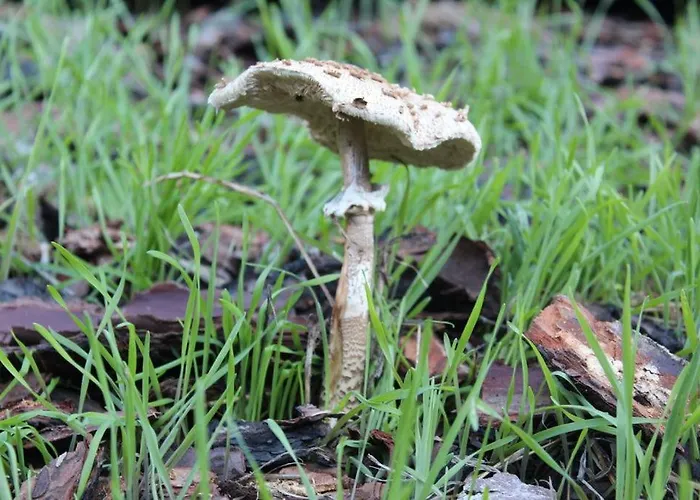 בית נופש Casa Do Moinho Novo I Fontão Fundeiro